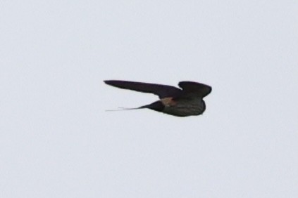 Striated Swallow - Andrew William