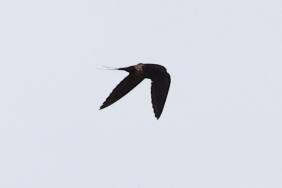 Striated Swallow - ML620737279