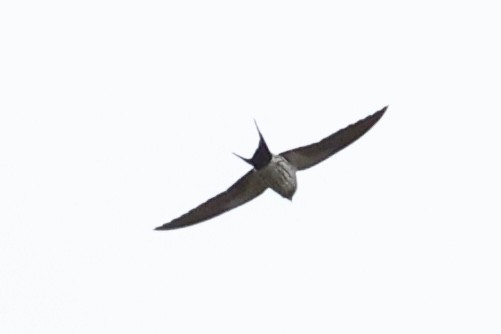 Striated Swallow - ML620737280