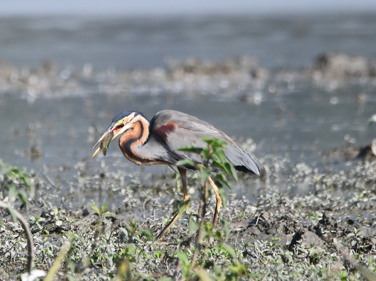 Purple Heron - Aishwarya Vijayakumar