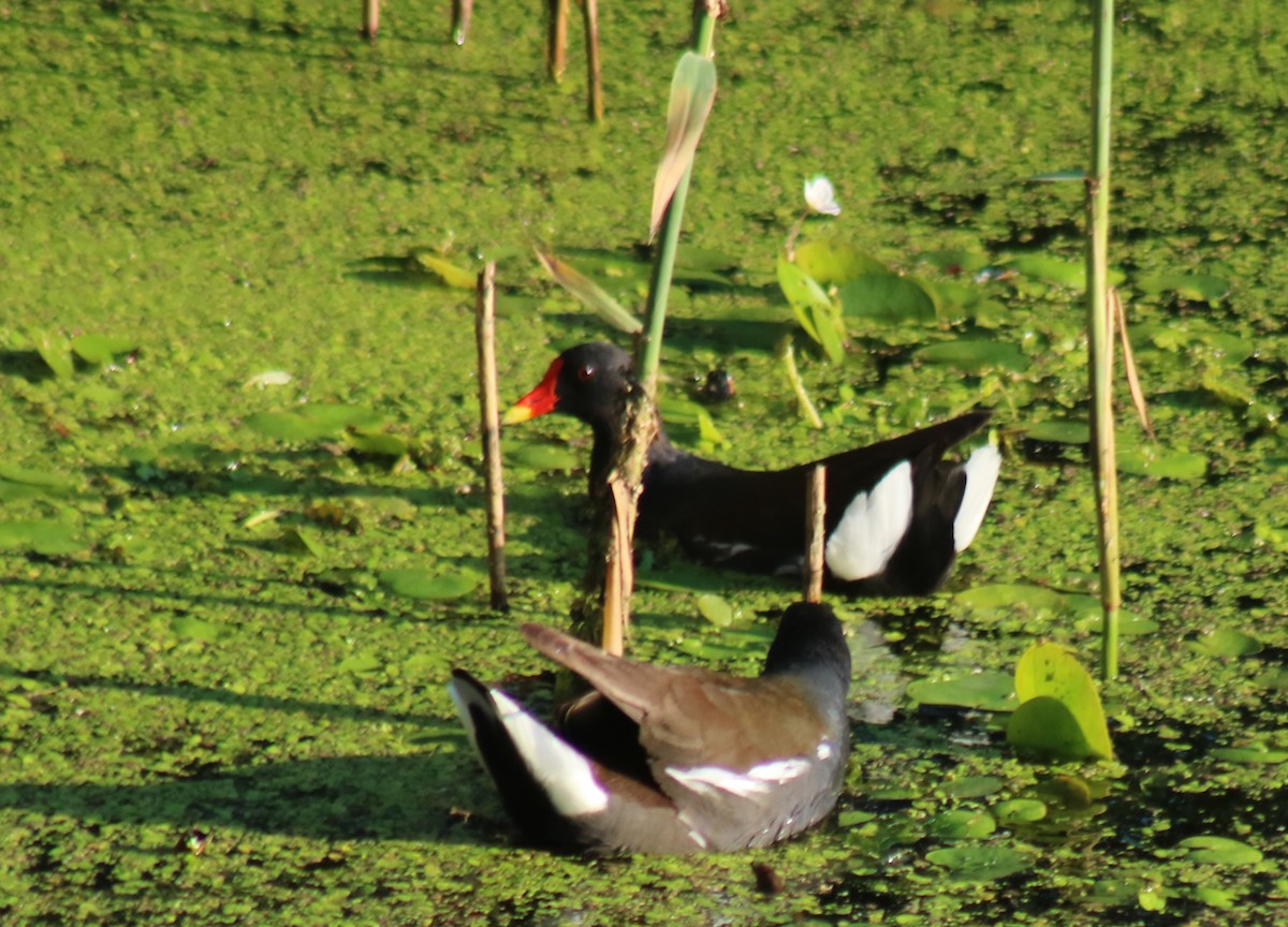 Eurasian Moorhen - ML620737285