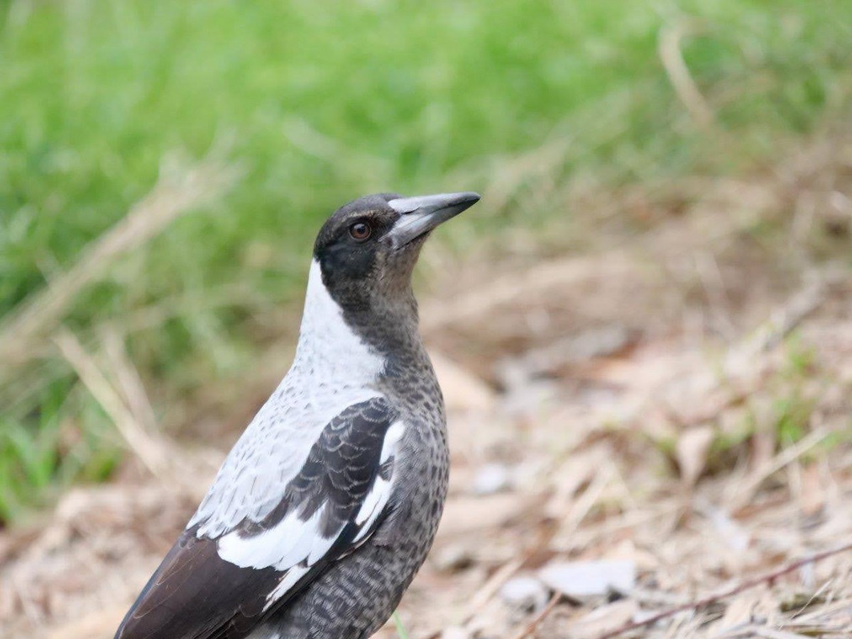 Australian Magpie - Jonathan Boucher