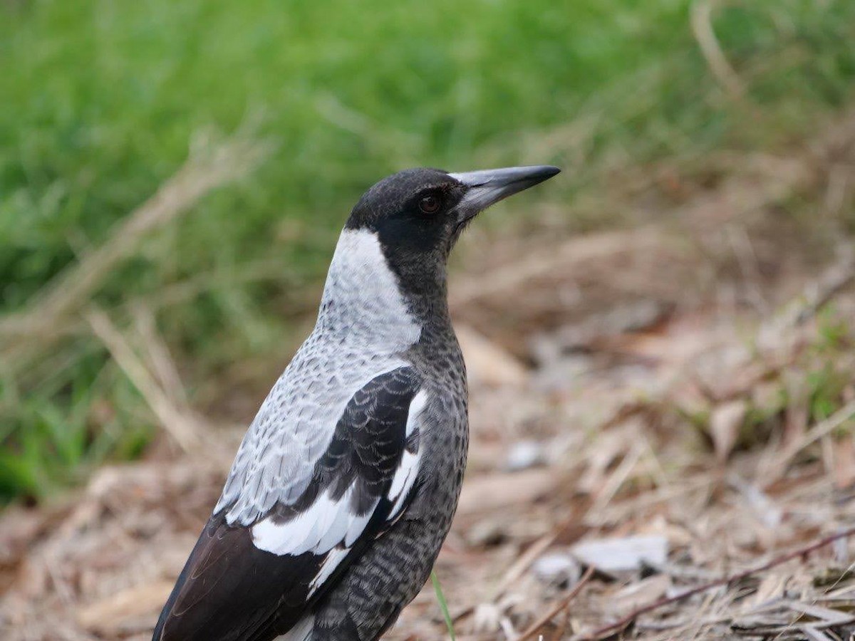 Australian Magpie - ML620737287