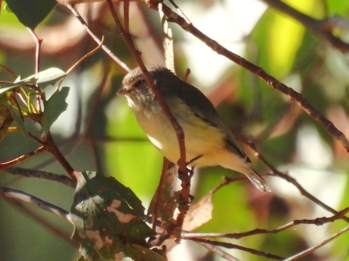 Weebill - ML620737290