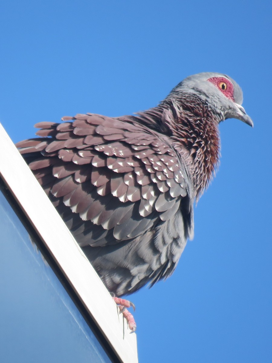 Speckled Pigeon - ML620737291