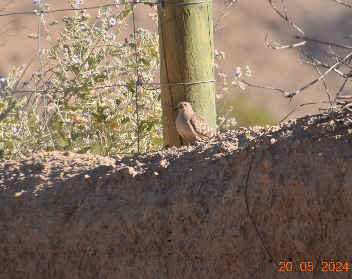 Bare-faced Ground Dove - ML620737303