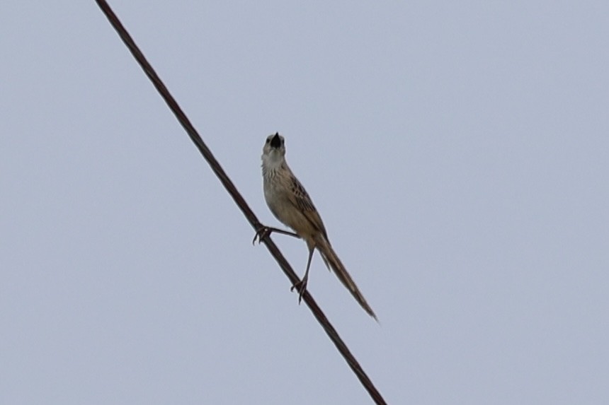 Striated Grassbird - ML620737304