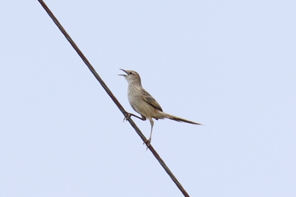 Striated Grassbird - ML620737305