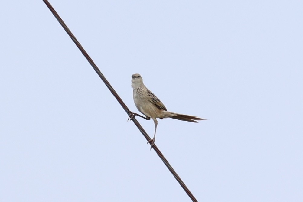 Striated Grassbird - ML620737306