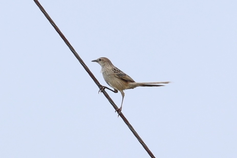 Striated Grassbird - ML620737307