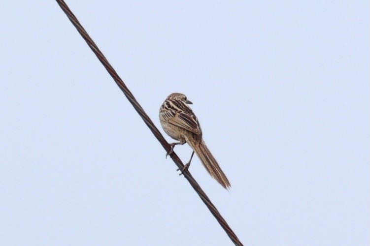 Striated Grassbird - ML620737308