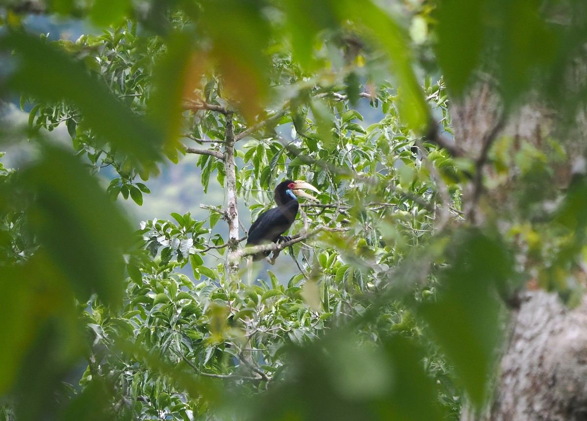 Wreathed Hornbill - ML620737314