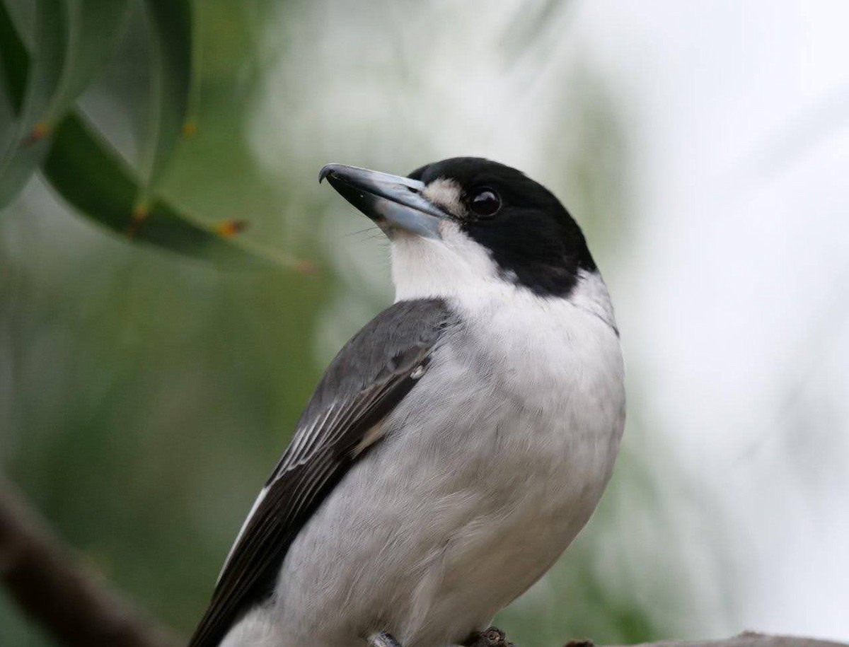 Gray Butcherbird - ML620737316