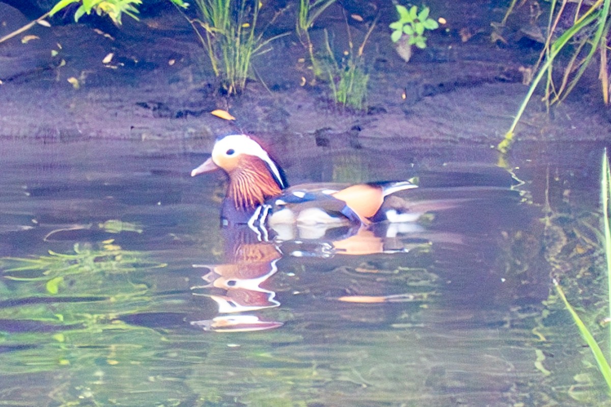 Mandarin Duck - ML620737331