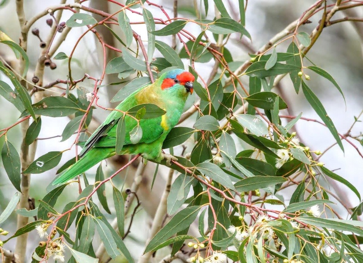 Musk Lorikeet - ML620737335