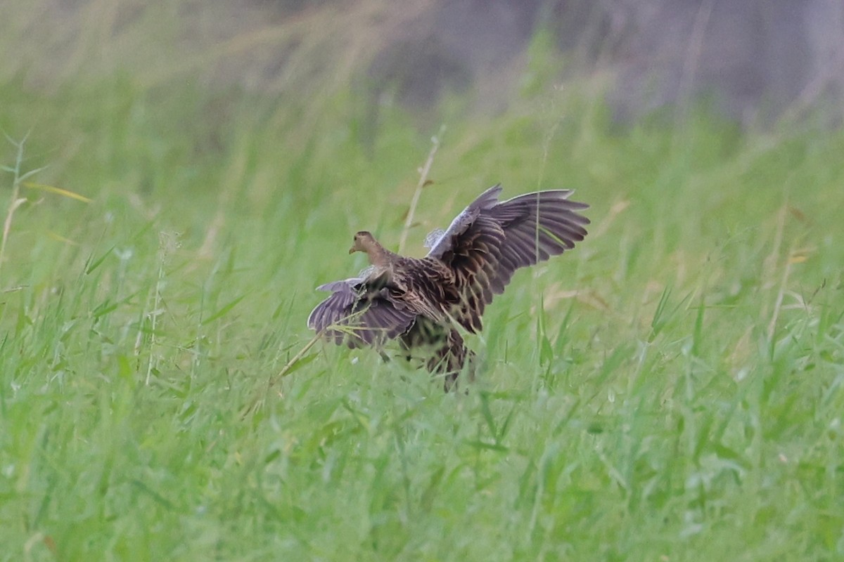 Watercock - ML620737337