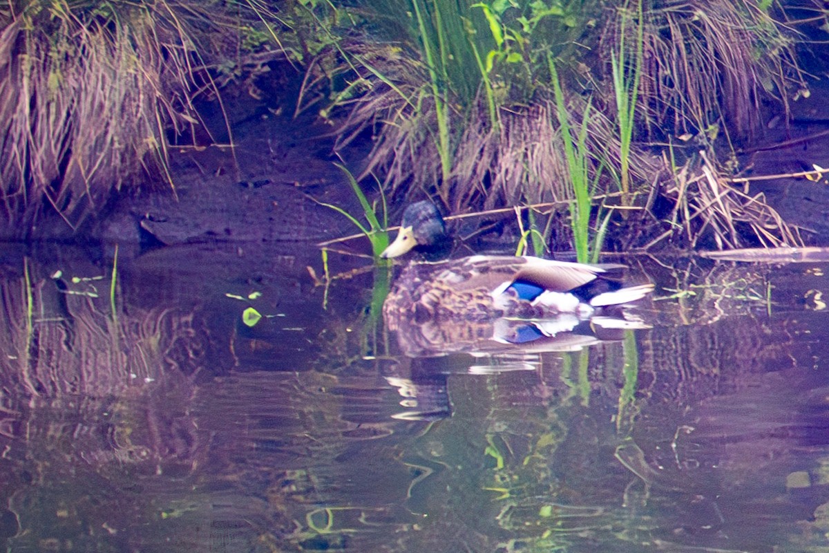 Canard colvert - ML620737340