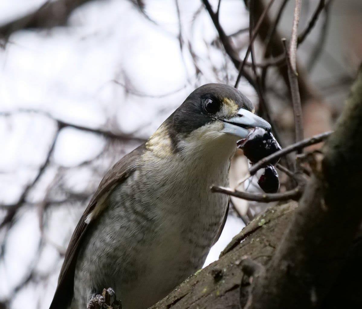 Gray Butcherbird - ML620737341