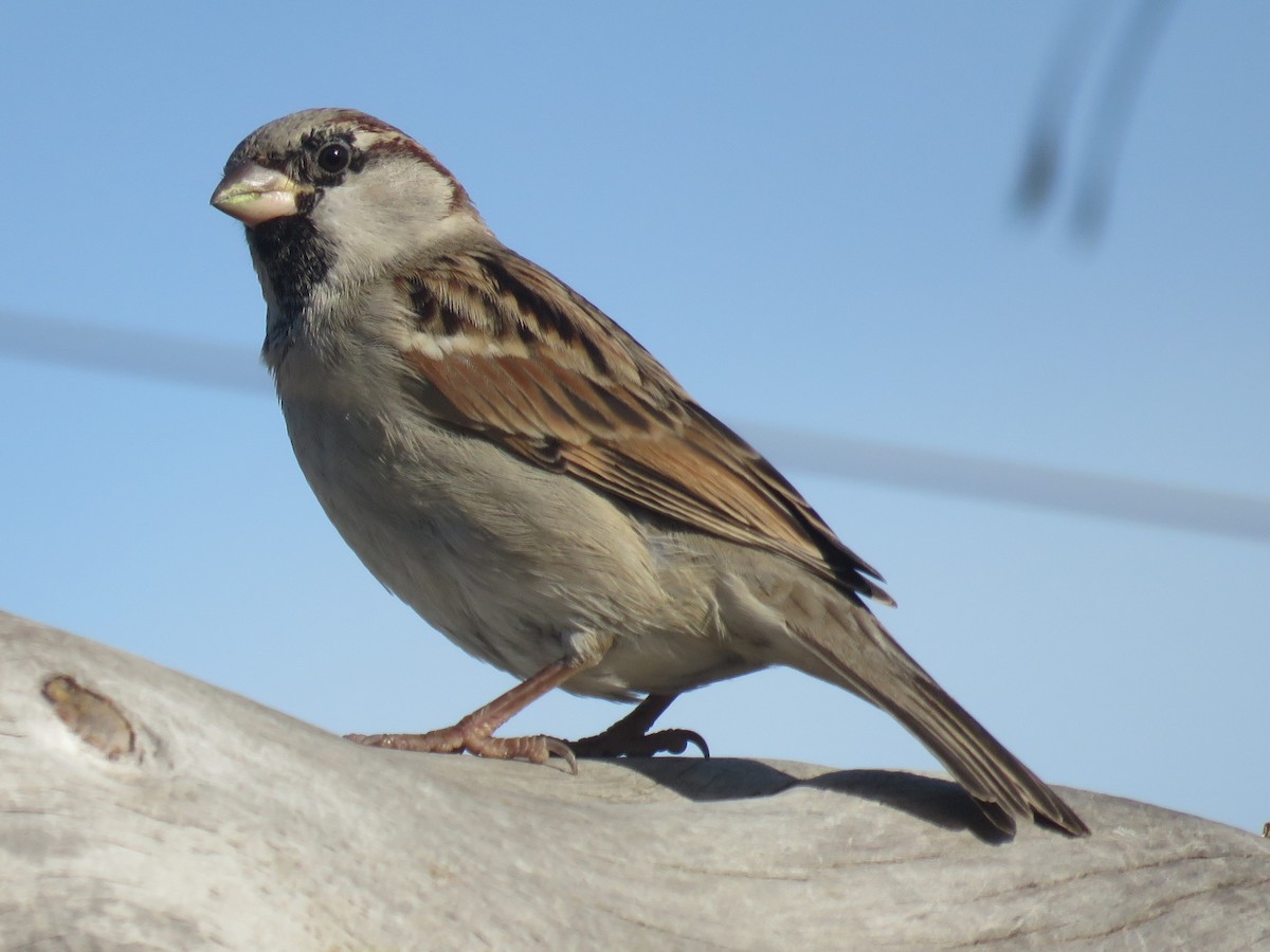 House Sparrow - ML620737342