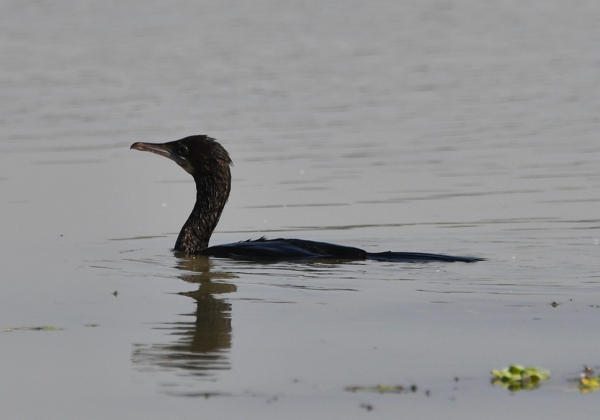 Little Cormorant - Aishwarya Vijayakumar