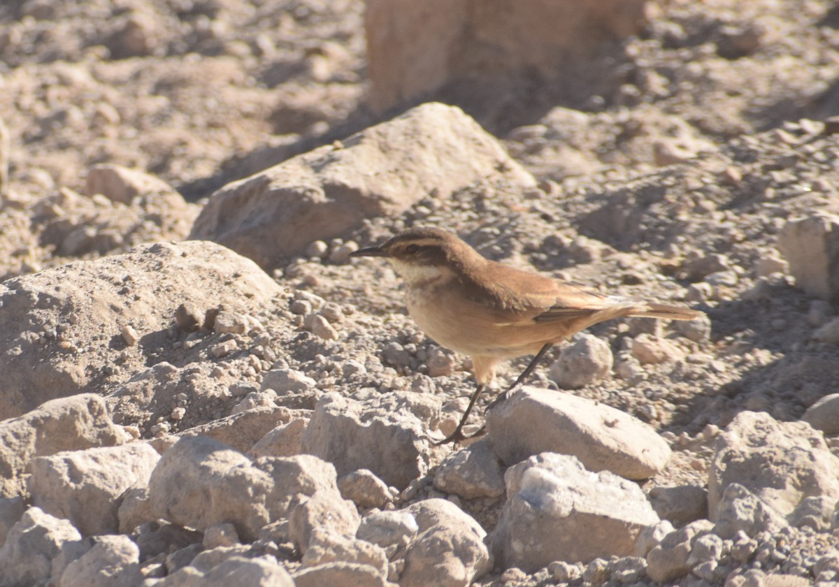 Cream-winged Cinclodes - ML620737361