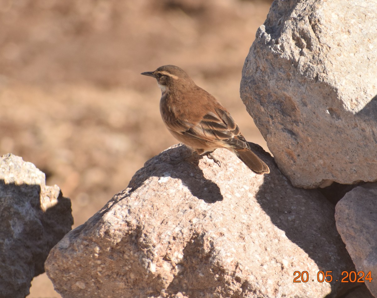 Cream-winged Cinclodes - ML620737364