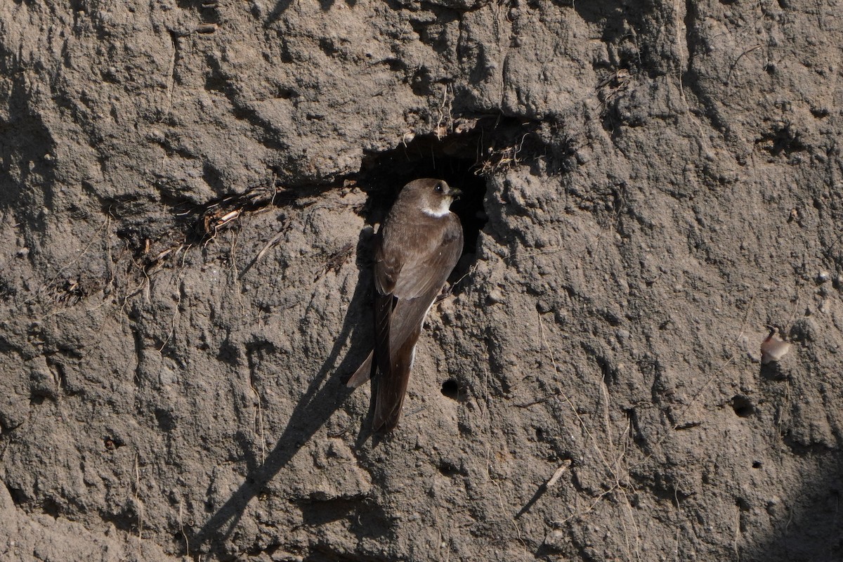 Bank Swallow - ML620737373