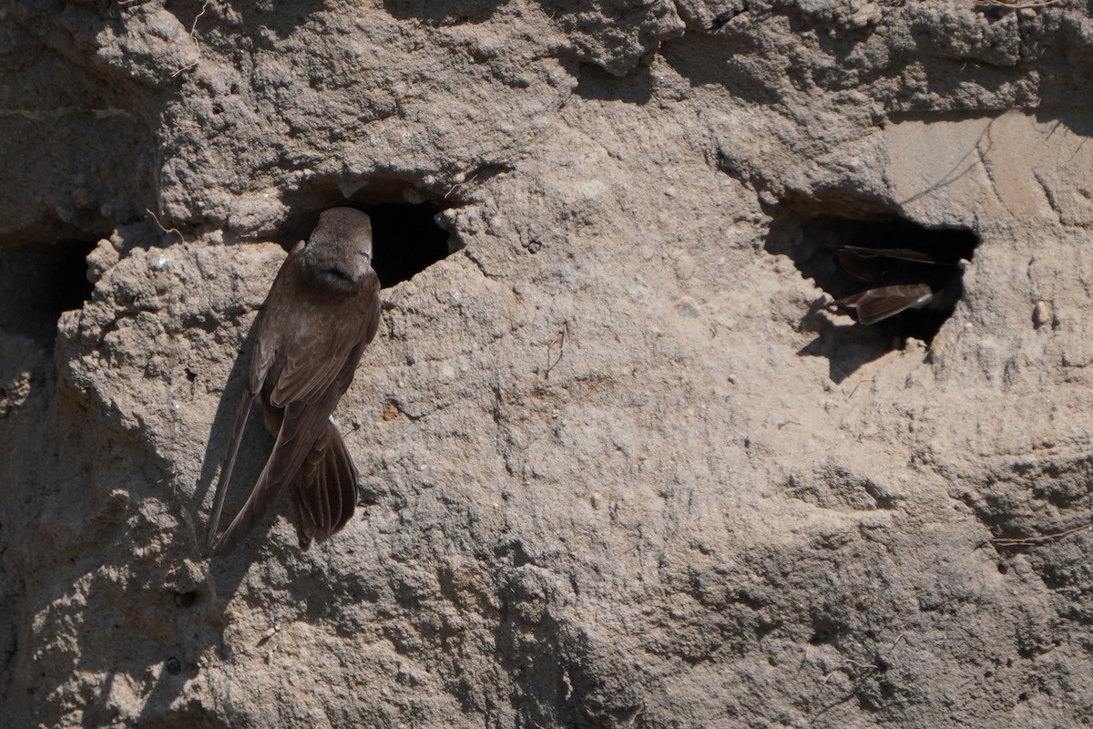 Bank Swallow - Paweł Maciszkiewicz