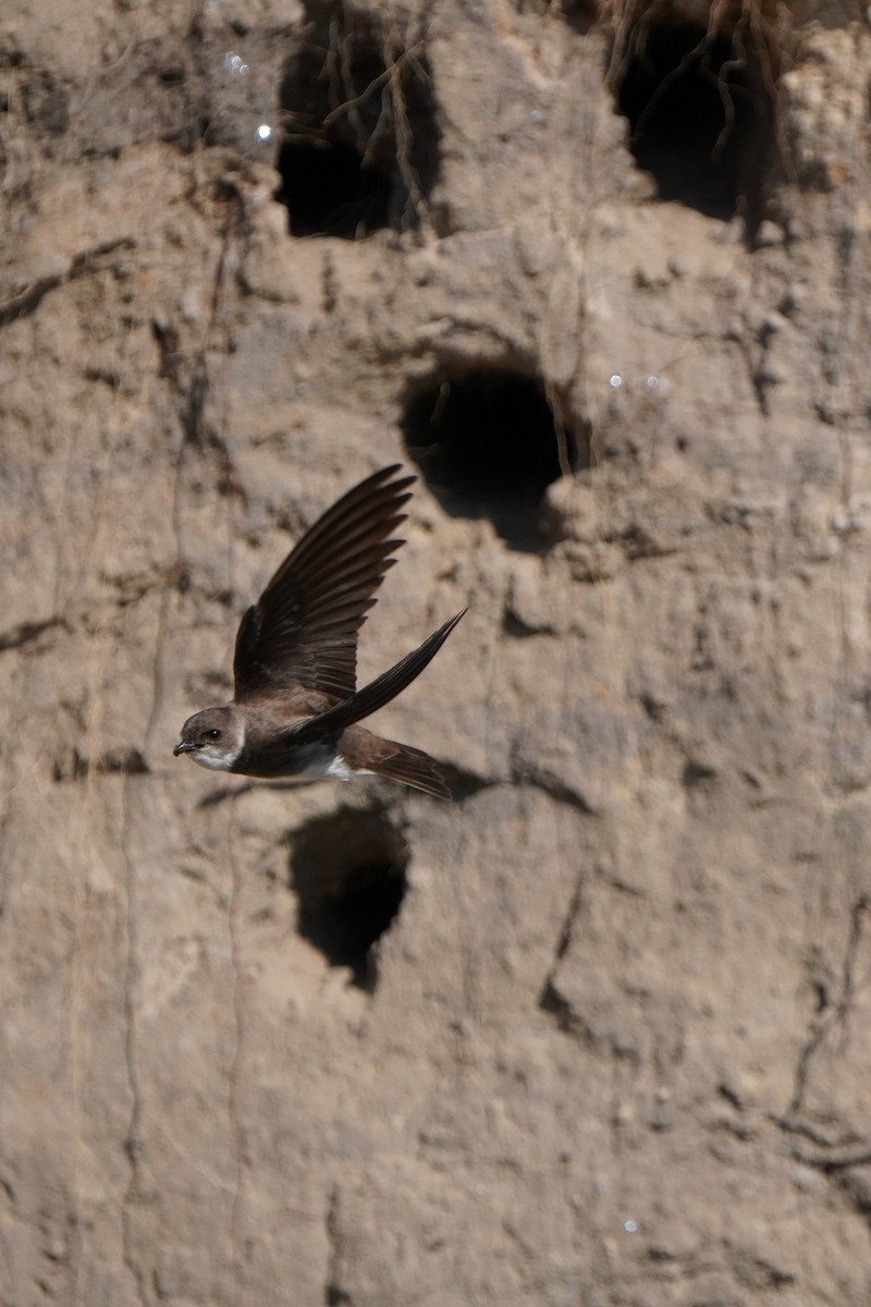 Bank Swallow - ML620737375