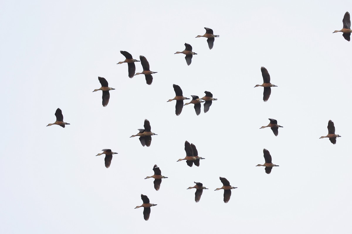 Wandering Whistling-Duck - ML620737380