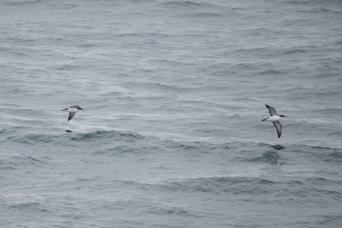 Manx Shearwater - ML620737387