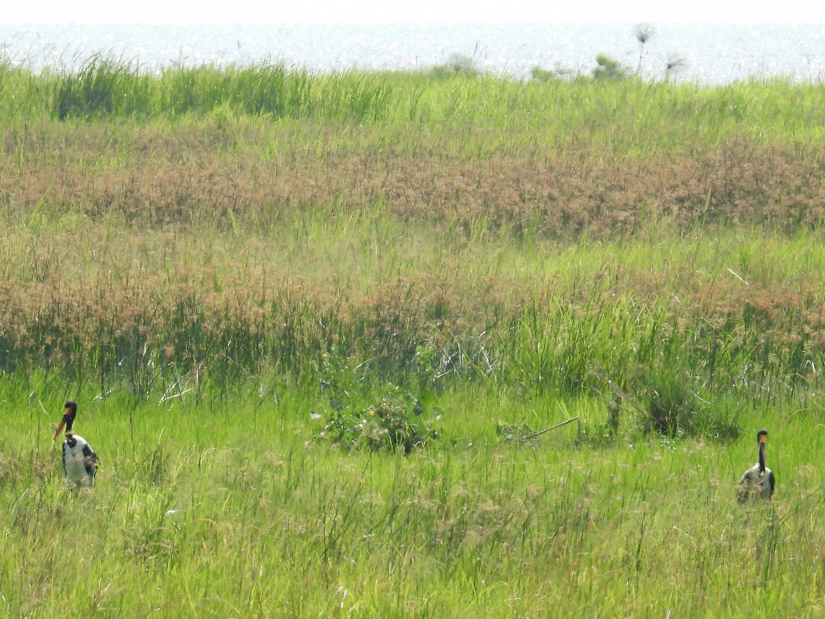 Saddle-billed Stork - ML620737388