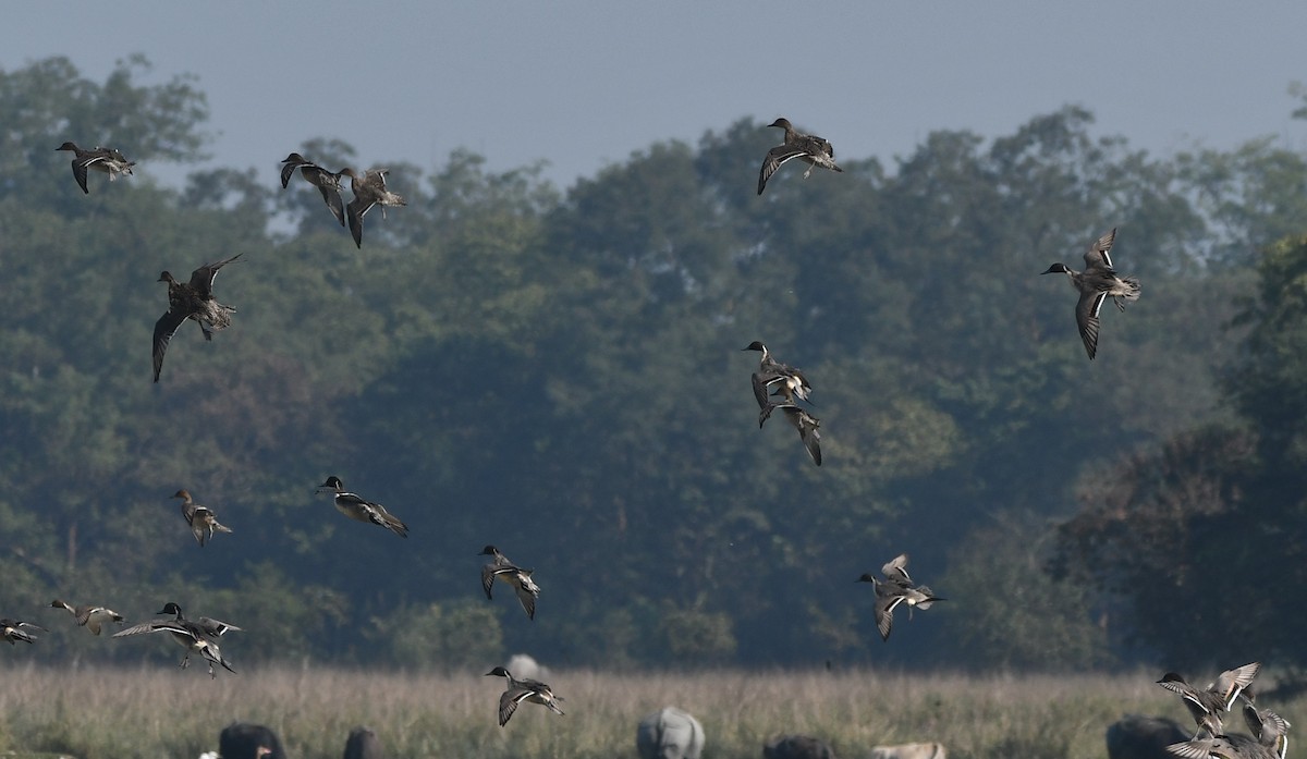 Northern Pintail - ML620737390