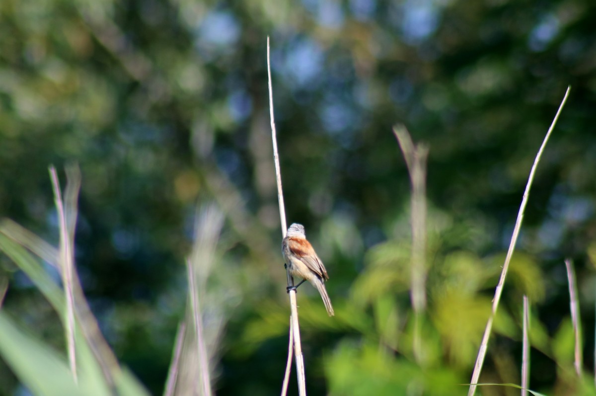 Eurasian Penduline-Tit - ML620737393