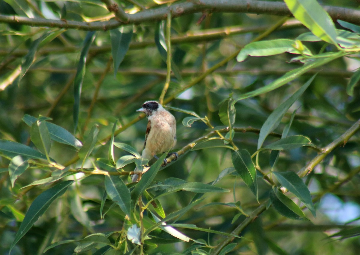 Eurasian Penduline-Tit - ML620737395