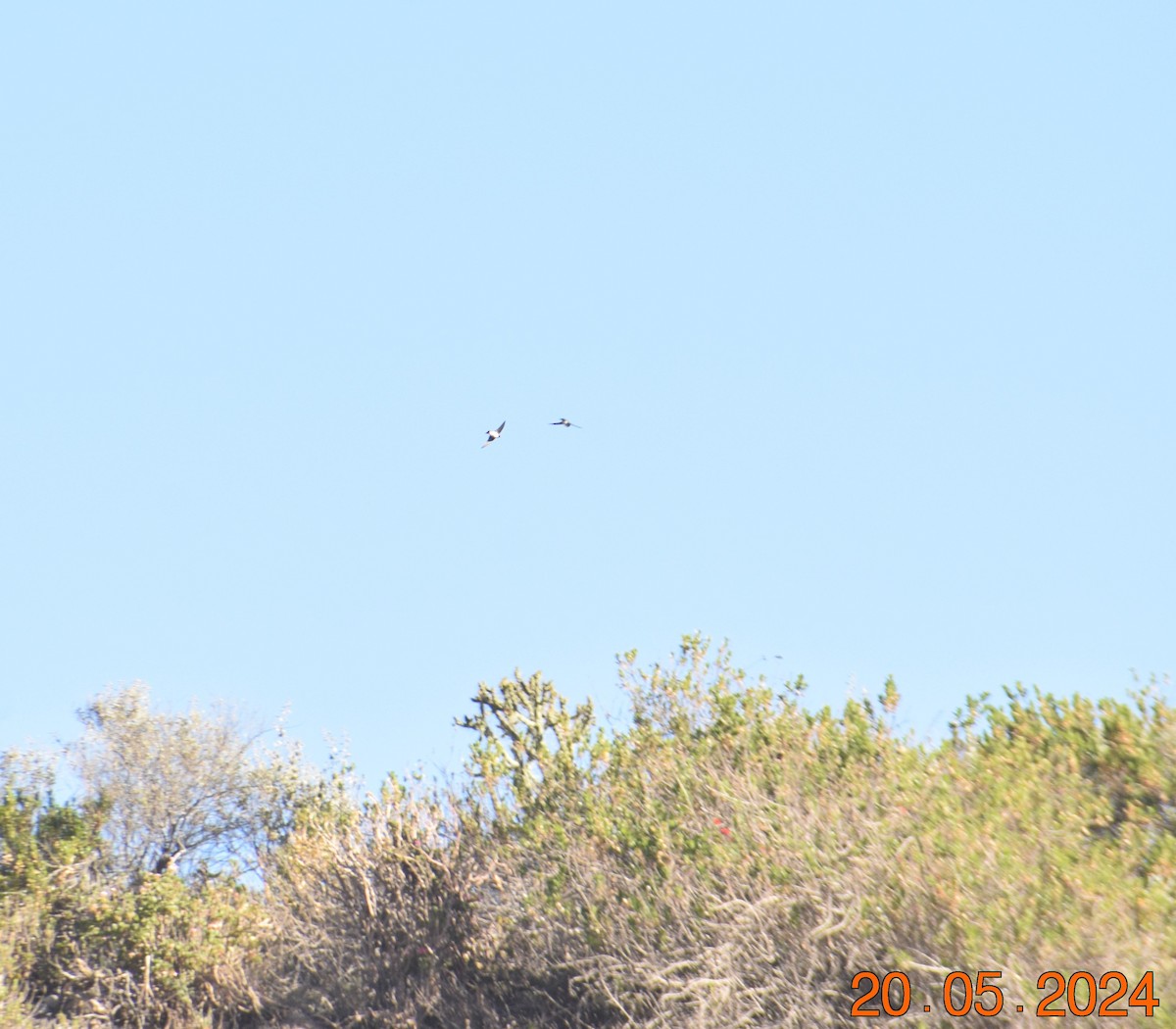 Andean Swallow - ML620737397