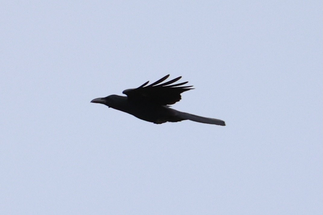 Large-billed Crow - ML620737398