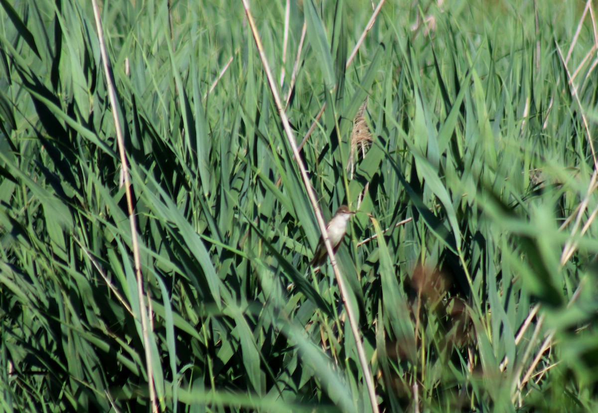 Great Reed Warbler - ML620737400