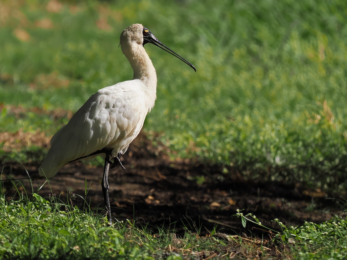 Royal Spoonbill - ML620737403