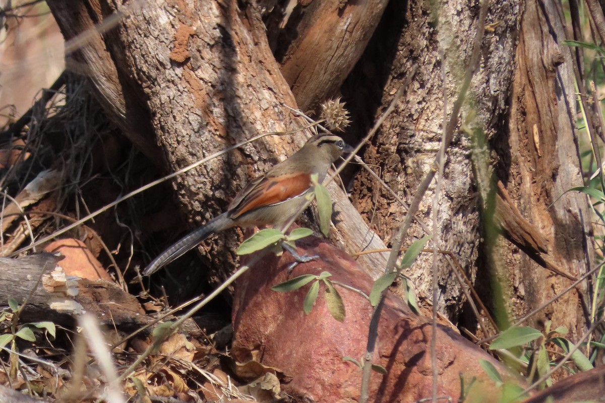 Brown-crowned Tchagra - ML620737406