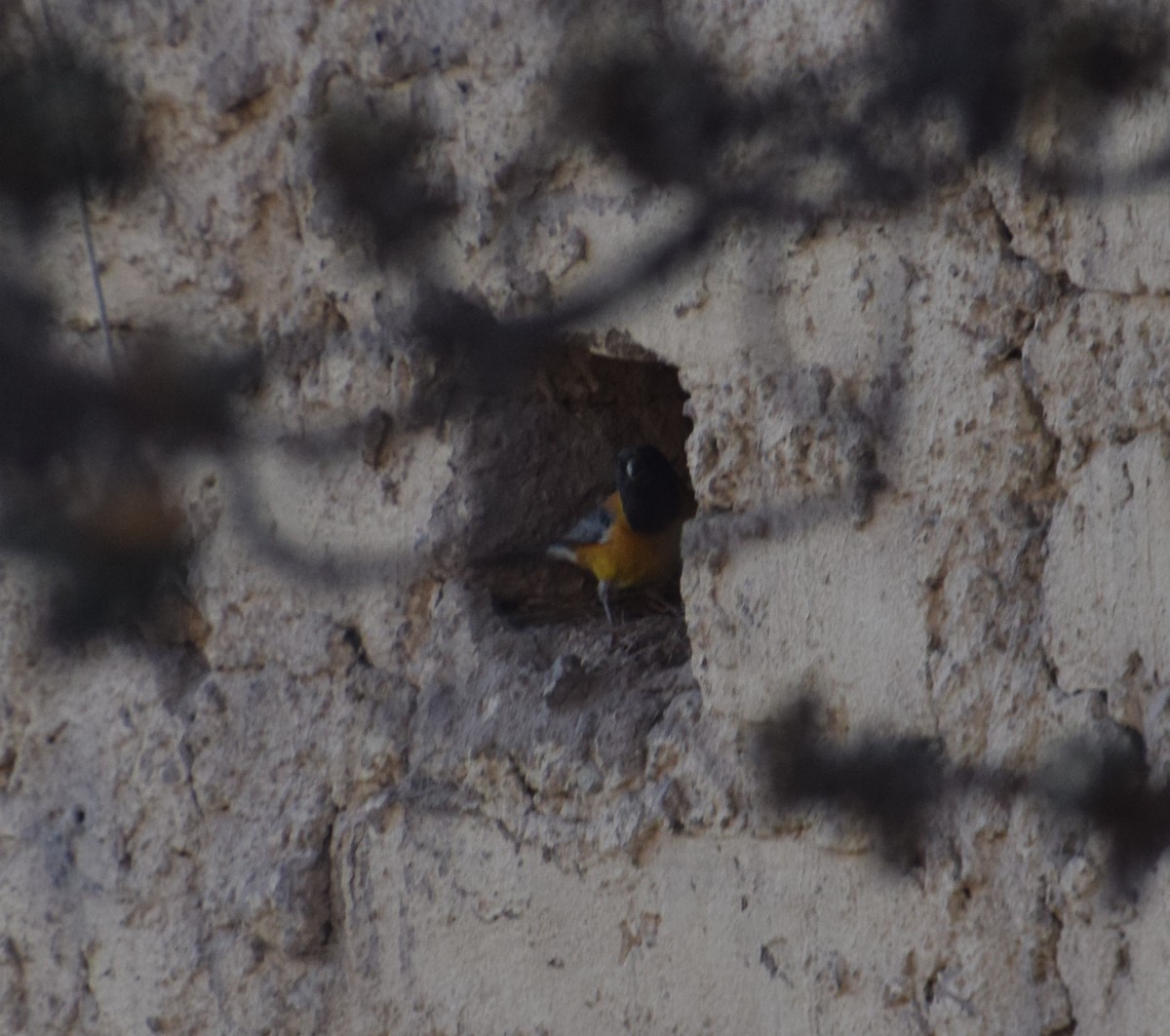 Black-hooded Sierra Finch - ML620737407