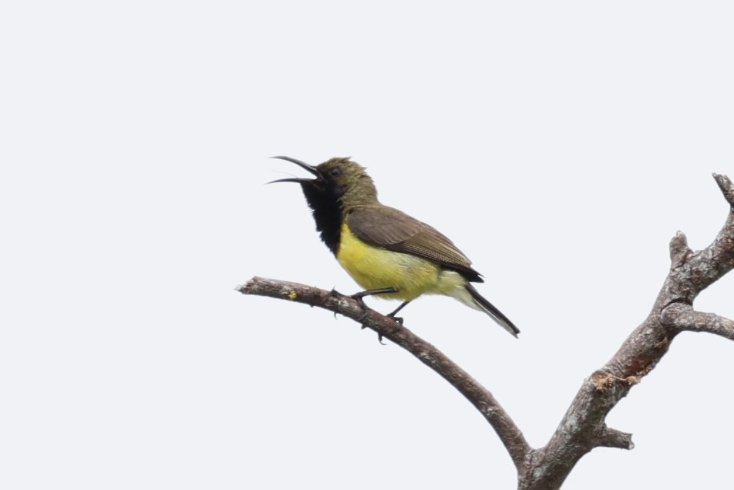 Garden Sunbird - ML620737413