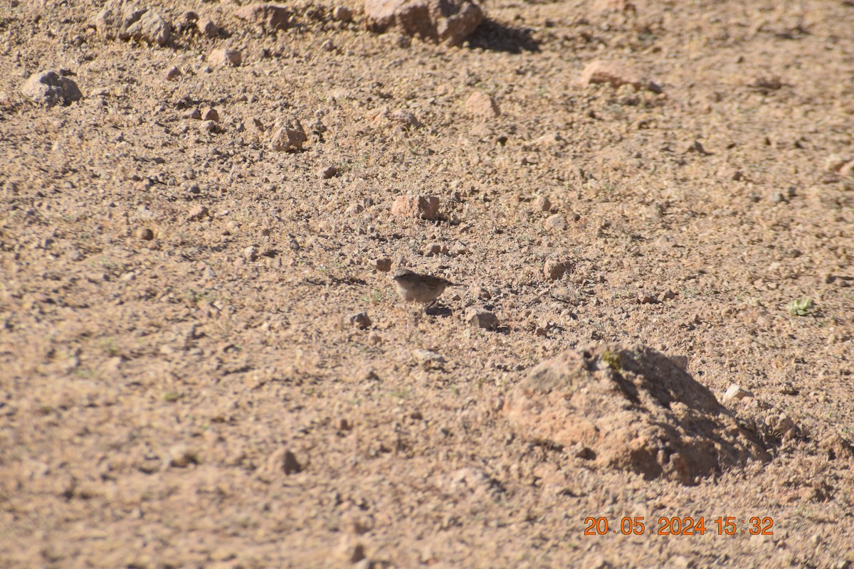 Ash-breasted Sierra Finch - ML620737420