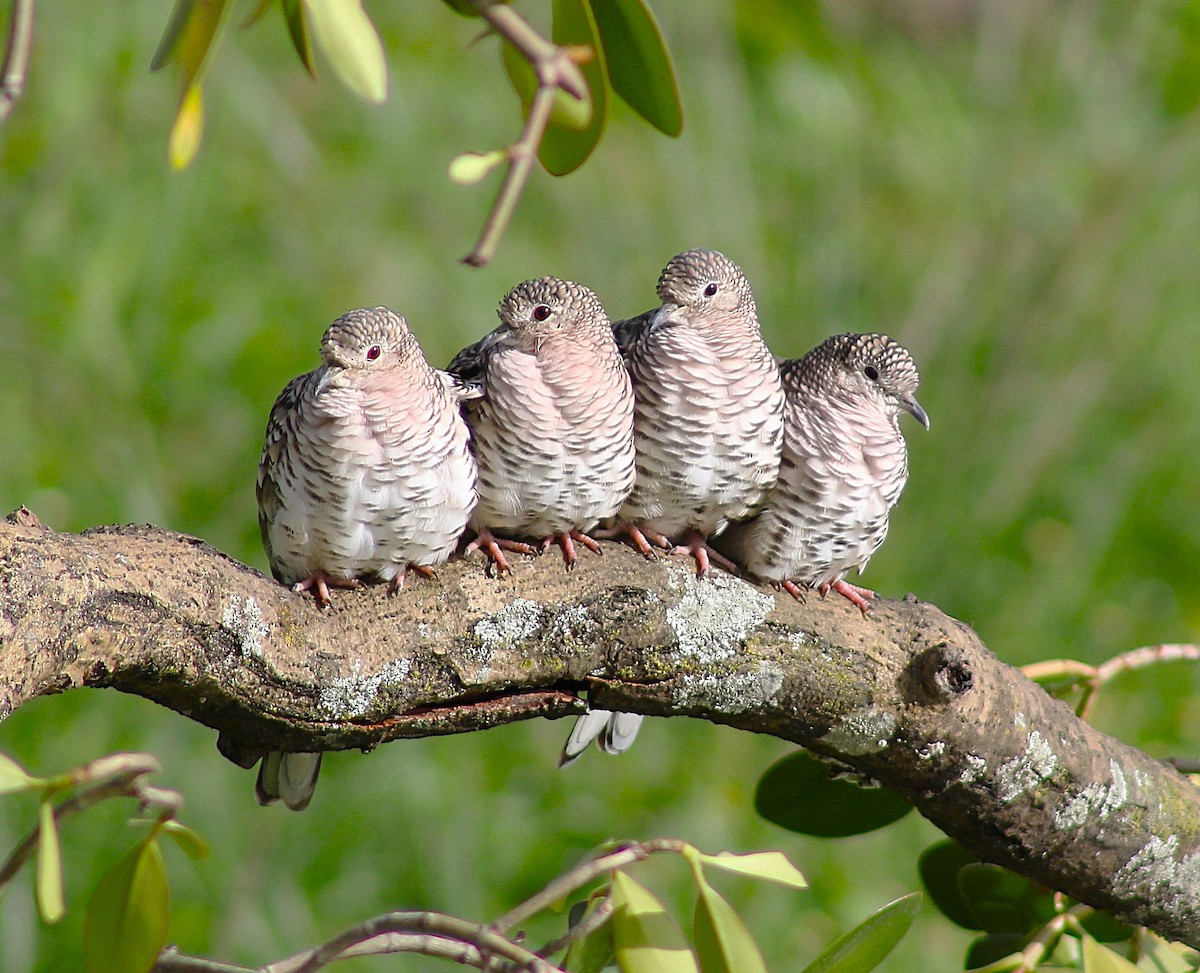 Scaled Dove - ML620737421