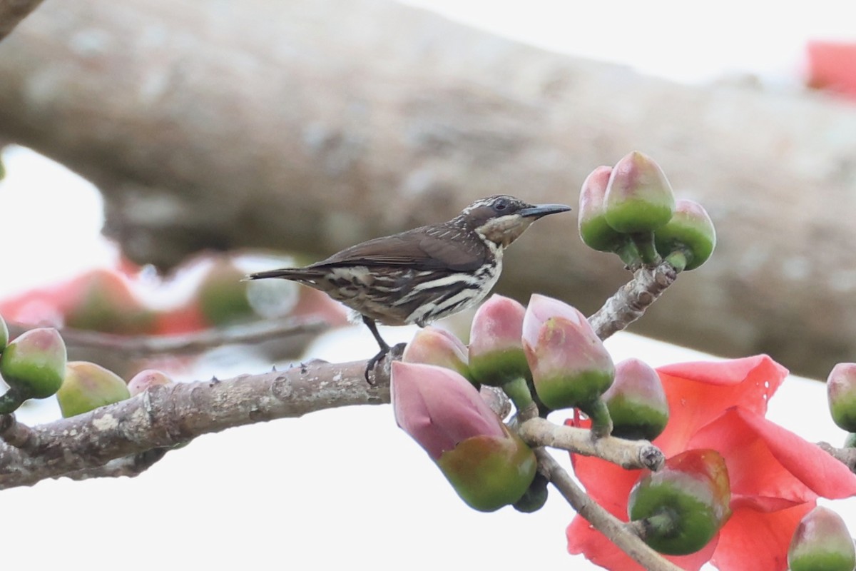 Stripe-sided Rhabdornis - ML620737427