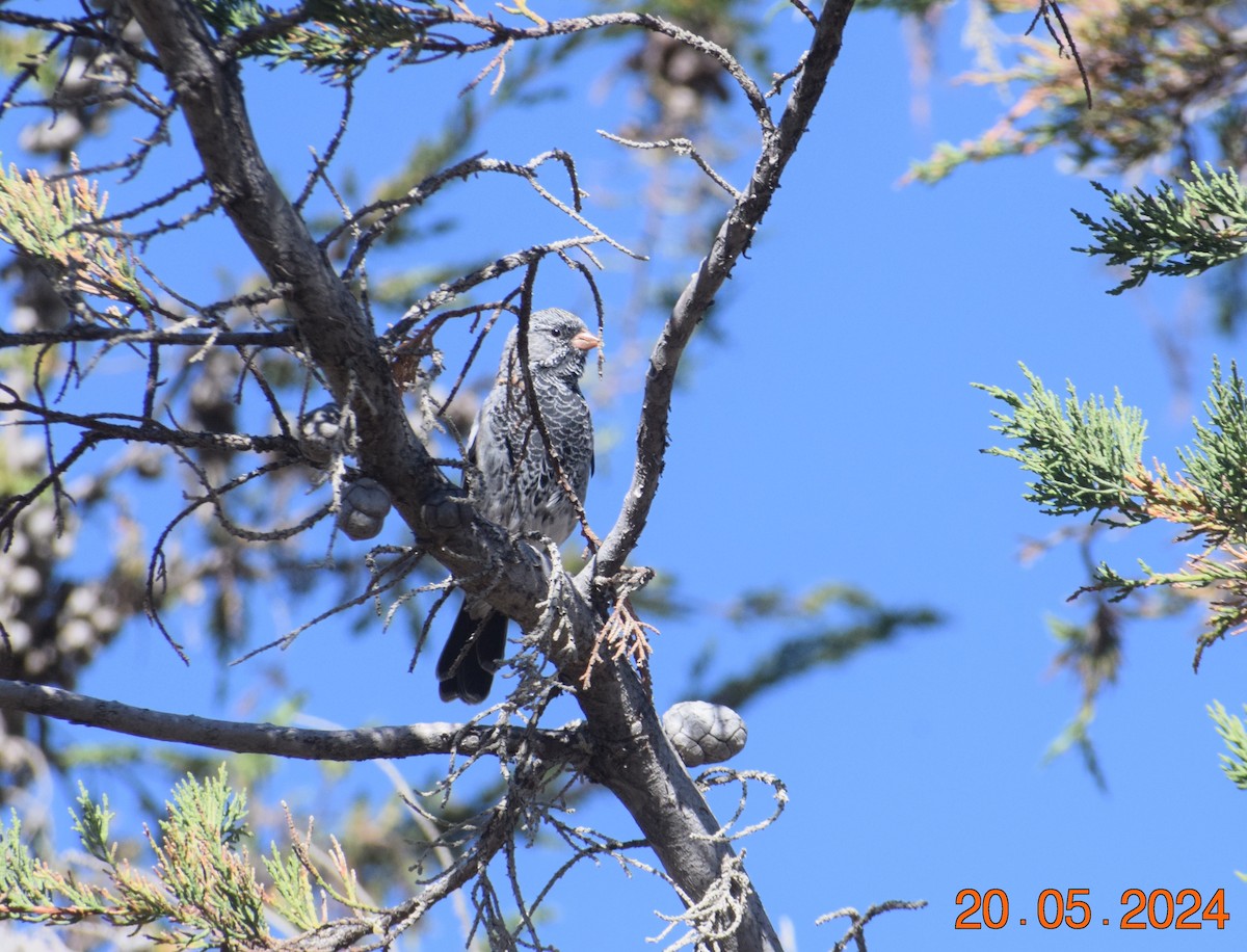 Mourning Sierra Finch - ML620737434