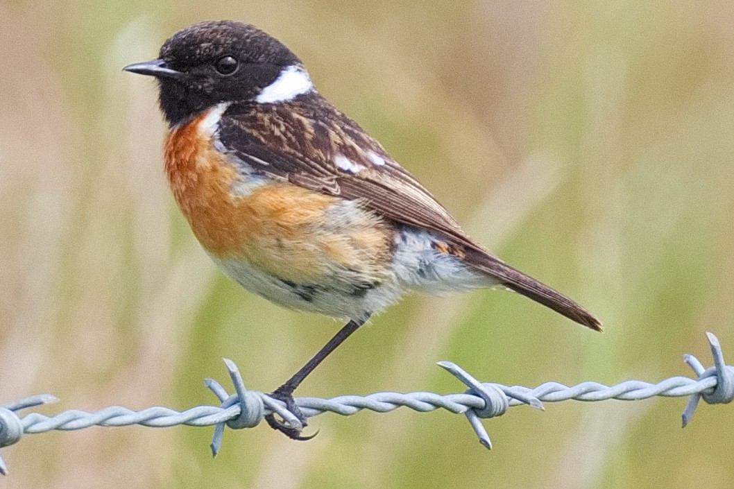 European Stonechat - ML620737435