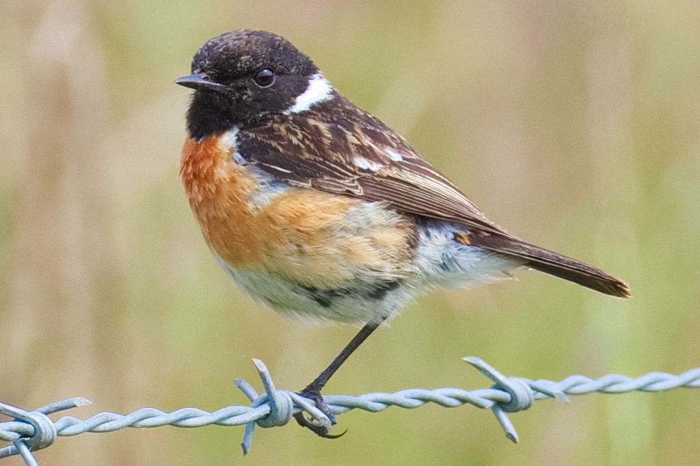 European Stonechat - Bruce Kerr