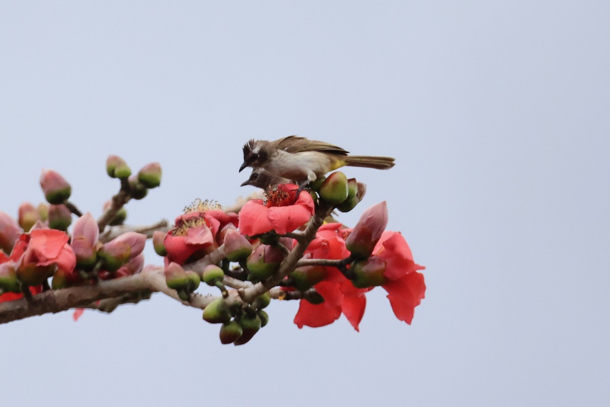 Yellow-vented Bulbul - ML620737437