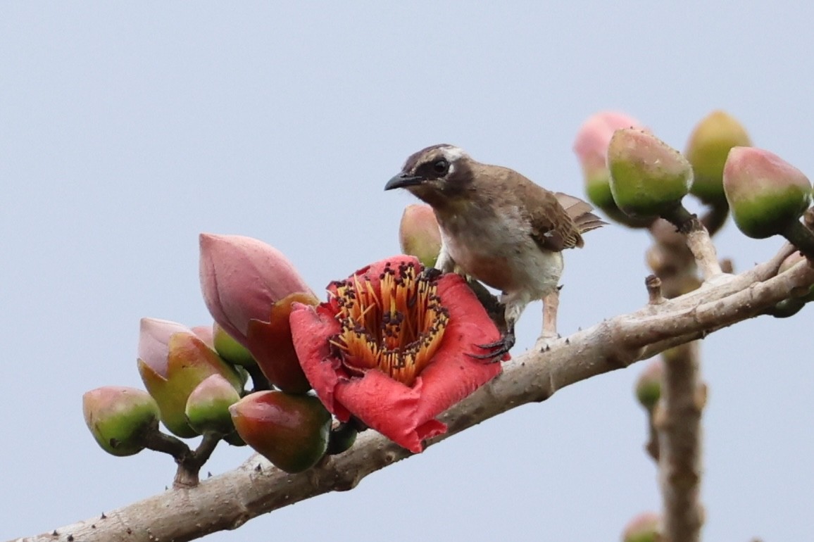 Yellow-vented Bulbul - ML620737438